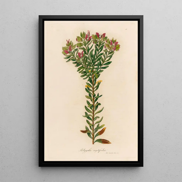 Gaetano Savi - Polygala myrtifolia.webp