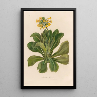 Gaetano Savi - Primula Palinuri.webp