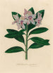 Rhododendron ponticum - Gaetano Savi — weergave van het kunstwerk