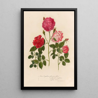 Gaetano Savi - Rosa bengalensis phoenicca plena and 2 Rosa bengalensis amethystina semiplena and 3 Rosa bengalensis semiplena lucida.webp