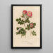 Rosa rubiginosa et 2 Rosa rubiginosa sepium et 3 Rosa rubiginosa flore semipleno - Gaetano Savi — ingelijst kunstwerk aan de muur