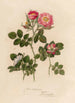 Rosa rubiginosa et 2 Rosa rubiginosa sepium et 3 Rosa rubiginosa flore semipleno - Gaetano Savi — weergave van het kunstwerk