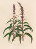 Salvia leucantha - Gaetano Savi — weergave van het kunstwerk