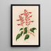 Salvia splendens - Gaetano Savi — ingelijst kunstwerk aan de muur