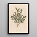 Serissa foetida - Gaetano Savi — ingelijst kunstwerk aan de muur
