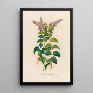 Gaetano Savi - Spiraca tomentosa.webp