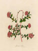 Spiraea bella - Gaetano Savi — weergave van het kunstwerk