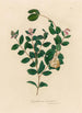 Symphoria racemosa - Gaetano Savi — artwork view