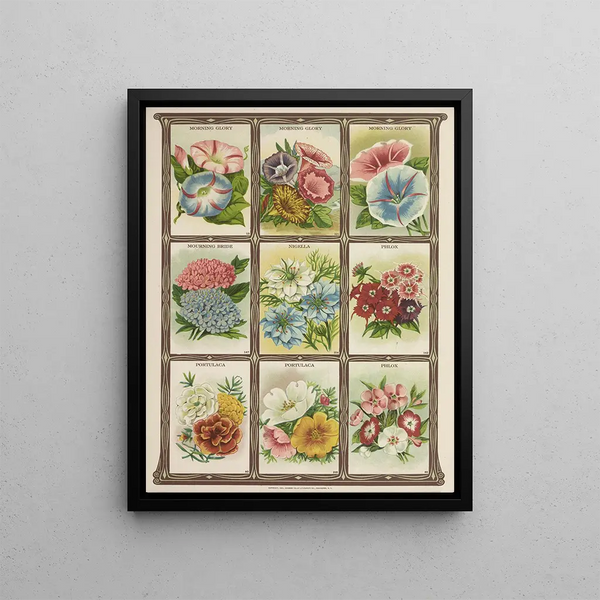 Genesee Valley Lithograph Co - Morning Glory Mourning bride Nigella Phlox Portulaca.webp