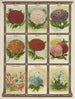 Zinnia Acroclinium Ageratum Allyssum - Genesee Valley Lithograph & Co.. — artwork view