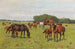 Paarden in een weide - Georg Carl Koch — weergave van het kunstwerk
