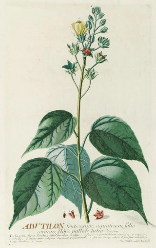 Georg Dionysius Ehret - Abutilon.webp