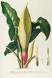 Arum - Georg Dionysius Ehret — weergave van het kunstwerk