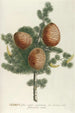 Cedar - Georg Dionysius Ehret — artwork view