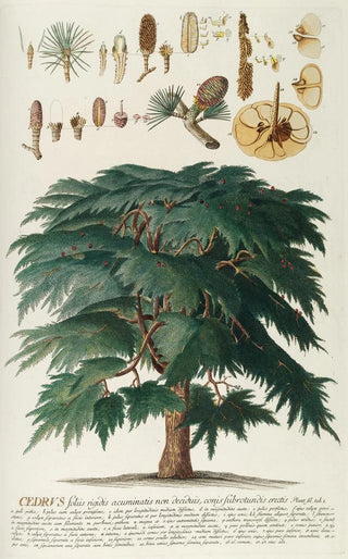 Georg Dionysius Ehret - Cedrus II.webp