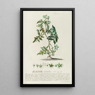 Georg Dionysius Ehret - Ellisia.webp