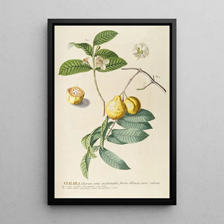 Georg Dionysius Ehret - Guaiaba.webp