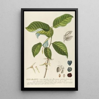 Georg Dionysius Ehret - Guanabanus.webp