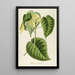 Hura - Georg Dionysius Ehret — framed artwork on a wall