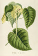 Hura - Georg Dionysius Ehret — artwork view