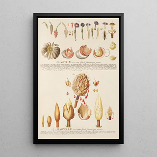 Georg Dionysius Ehret - Hurae Magnoliae.webp