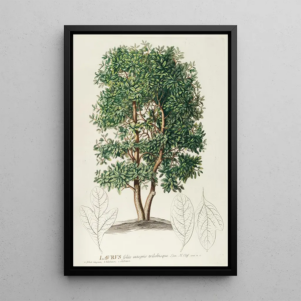 Georg Dionysius Ehret - Laurus.webp