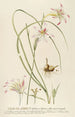LilioGladiolus - Georg Dionysius Ehret — artwork view