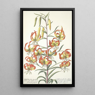 Georg Dionysius Ehret - Lilium.webp