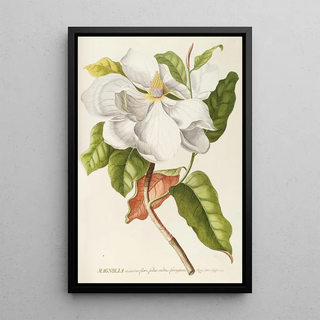 Georg Dionysius Ehret - Magnolia II.webp
