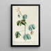 Mimosa - Georg Dionysius Ehret — framed artwork on a wall