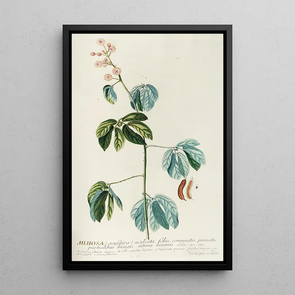 Georg Dionysius Ehret - Mimosa.webp