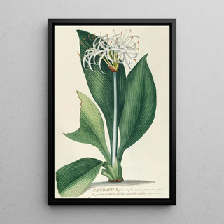 Georg Dionysius Ehret - Pancratium II.webp