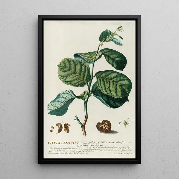 Georg Dionysius Ehret - PhylIanthus.webp