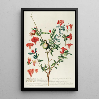 Georg Dionysius Ehret - Punica.webp