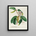 Rhododendron Painting - Georg Dionysius Ehret — framed artwork on a wall