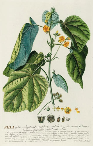 Georg Dionysius Ehret - Sida.webp