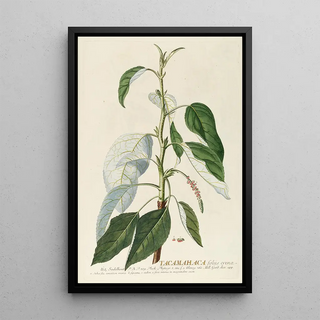 Georg Dionysius Ehret - Tacamahaca II.webp