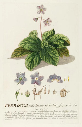 Georg Dionysius Ehret - Verbascum.webp