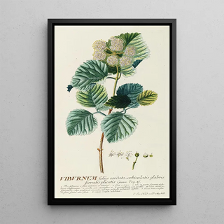 Georg Dionysius Ehret - Viburnum.webp