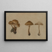 Champignons - Georg Wilhelm Baurenfeind — ingelijst kunstwerk aan de muur