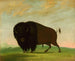 Bison grazend in de prairie - George Catlin — weergave van het kunstwerk