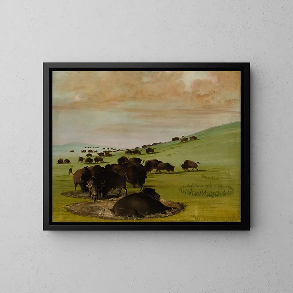 Bisons dans un trou d'eau - George Catlin — framed artwork on a wall