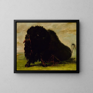 George Catlin - Dying Buffalo Shot with an Arrow.webp