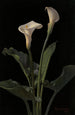 Arums - George Cochran Lambdin — artwork view