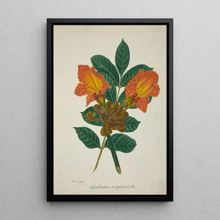 George De Alwis - Mon Jardin a Ceylan Pl005.webp