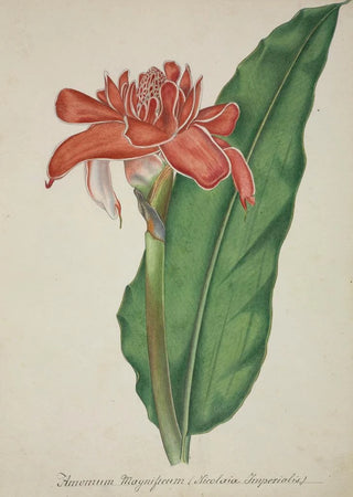 George De Alwis - Mon Jardin a Ceylan Pl008.webp