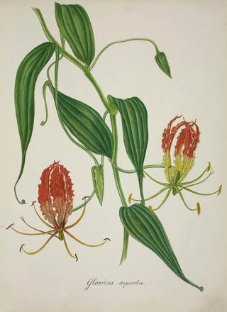 George De Alwis - Mon Jardin a Ceylan Pl010.webp