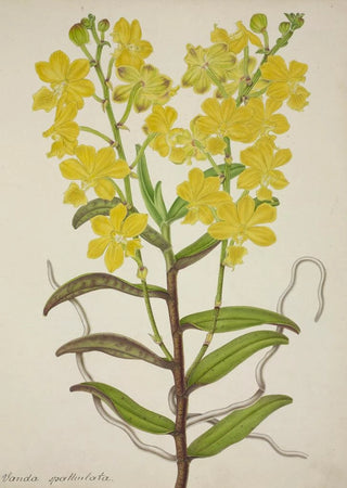 George De Alwis - Mon Jardin a Ceylan Pl018.webp