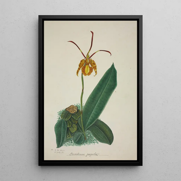 George De Alwis - Mon Jardin a Ceylan Pl024.webp