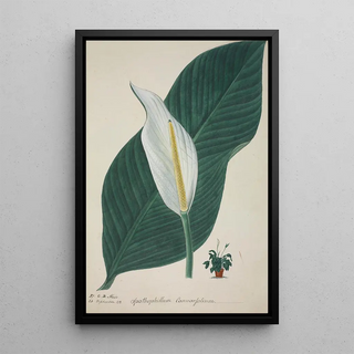 George De Alwis - Mon Jardin a Ceylan Pl034.webp